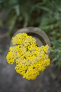 Beautifull yellow Yarrow Achillea flower in bloom in spring. Flowering plant branch in the park