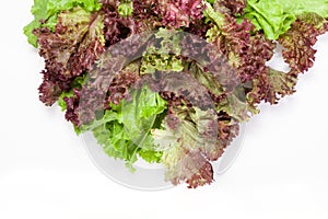 Beautifully arranged lettuce leaves on a white background