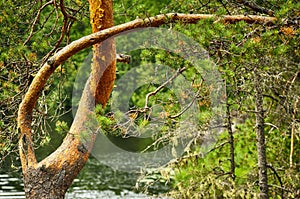 Beautifully bent pine trunk in summertime on water background