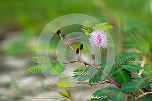 Beautifully bloomed Shame plant with seeds