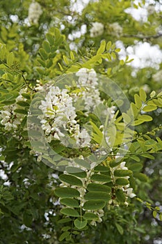 Beautifully blooming acacia flowers, twigs, branches, leaves. Robinia pseudoacacia Europe Hungary