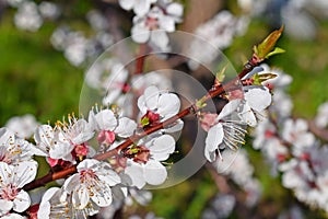 Beautifully blooming apricot tree. photo