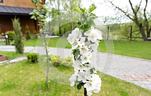 Beautifully blooming columnar apple tree in the garden with a beautiful landscape design on a background of green grass in early