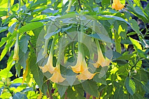 Beautifully blooming Datura in the garden