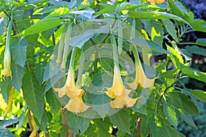 Beautifully blooming Datura in the garden