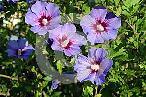 Beautifully blooming hibiscus syriacus 'Blue bird' with attractive flowers