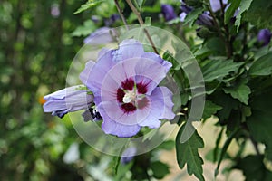 Beautifully blooming hibiscus syriacus 'Bluebird' with attractive flowers.