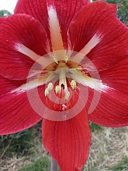 Beautifully blooming hippeastrum striatum ornamental plant in the garden taken close up