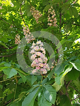 beautifully blooming horse chestnut tree