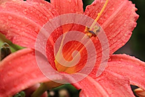 Beautifully blooming lily flower