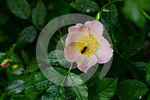 beautifully blooming rosehip flower after the rain