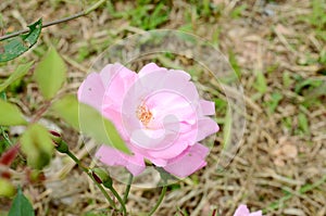 Beautifully blooming roses