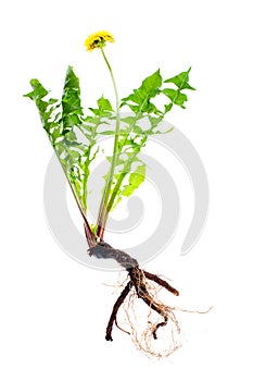 Yellow dandelion flowers on a white background