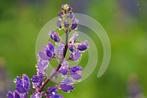 Beautifully blossomed lupine flowers and raindrops.