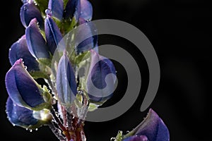 Beautifully blossomed lupine flowers and raindrops. Wildflowers drenched in the morning rain