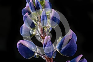 Beautifully blossomed lupine flowers and raindrops. Wildflowers drenched in the morning rain