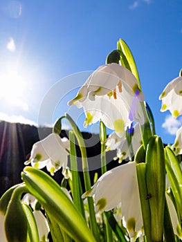 Beautifully blossomed summer snowflake flowers under the blue sky