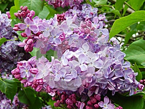 Beautifully blossoming lilac in the Lilac Garden in Moscow.