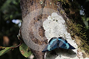 A closeup of a Queen Flasher butterfly, panacea regina, sitting on a tree in an Ecuadorian jungle