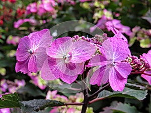 Beautifully Bright Lilac Flowers