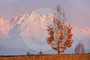 Beautifully colored autumn trees, snowy mountain peaks in the background, sunny morning.