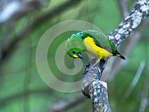 beautifully colored Blue-naped Chlorophonia, Chlorophonia cyanea, sits on a branch and looks around. Branquilla, Colombia