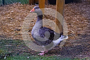 Beautifully colored duck on a organic farm