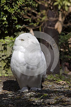 Beautifully colored female Snowy Owl, Nyctea scandiaca