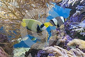 Beautifully colored fish in a salt-water aquarium