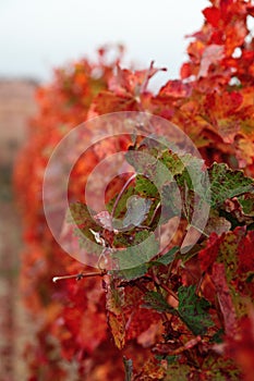 Beautifully colored grapevine leaves in autumn
