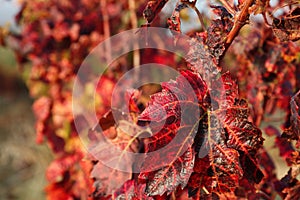 Beautifully colored grapevine leaves in autumn