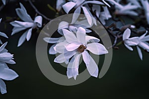 Beautifully colored magnolia in full bloom on spring in Prague, Czech Republic.