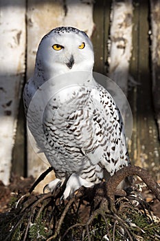 Beautifully colored male Snowy Owl, Nyctea scandiaca