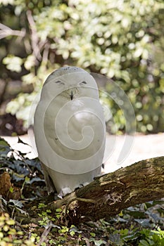 Beautifully colored male Snowy Owl, Nyctea scandiaca