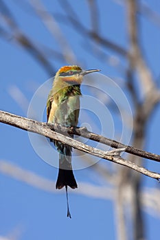 beautifully colored Rainbow bee-eater, Merops ornatus, sitting on a branch. Australia