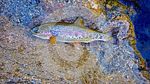 Beautifully Colored Rainbow Trout Laying on Stone