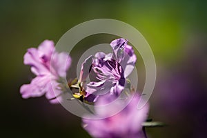 Beautifully colored Rhododendron in Botanical garden in Prague. Unique plants starting the spring.