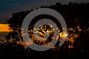 Beautifully colorful sunset viewed through typical African shaped tree on horizon, in Zimbabwe in region called Marondera