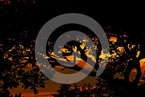 Beautifully colorful sunset viewed through typical African shaped tree on horizon, in Zimbabwe in region called Marondera