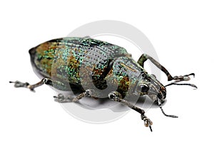 Beautifully coloured beetle of true weevils Curculionidae family native in Vietnam and southeastern Asia, on white background photo