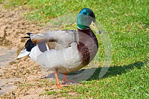 Beautifully coloured male mallard duck waddles out of the pond