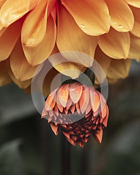 Beautifully composed macro close up image of Dahlia Asterales orange flower with selective focus