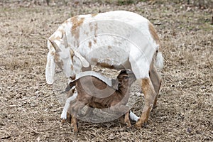 Beautifully dappled nanny goat nursing twin babies.