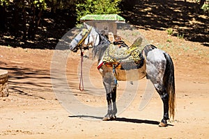 Beautifully dressed Arabian horse, Morocco