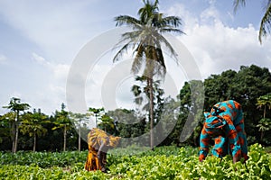 Beautifully Dresses African Housewife harvesting Lettuce Salad From The Village Garden