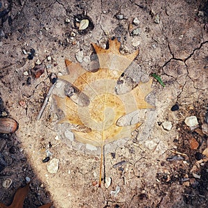 Beautifully fallen oak leaf in light brown fall color lying on a sandy cracked ground texture