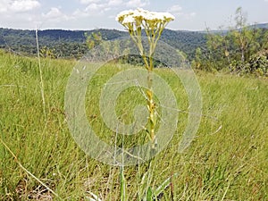 Beautifully flower plant inside Mau forest