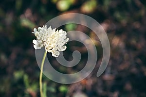 Beautifully flowering cephalaria leucantha - a white flower on a thin stem against a blurred background of autumn grass