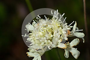 Beautifully flowering cephalaria leucantha - a white flower on a thin stem against a blurred background of autumn grass, basking