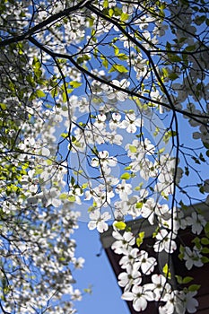 A beautifully flowering dogwood tree.